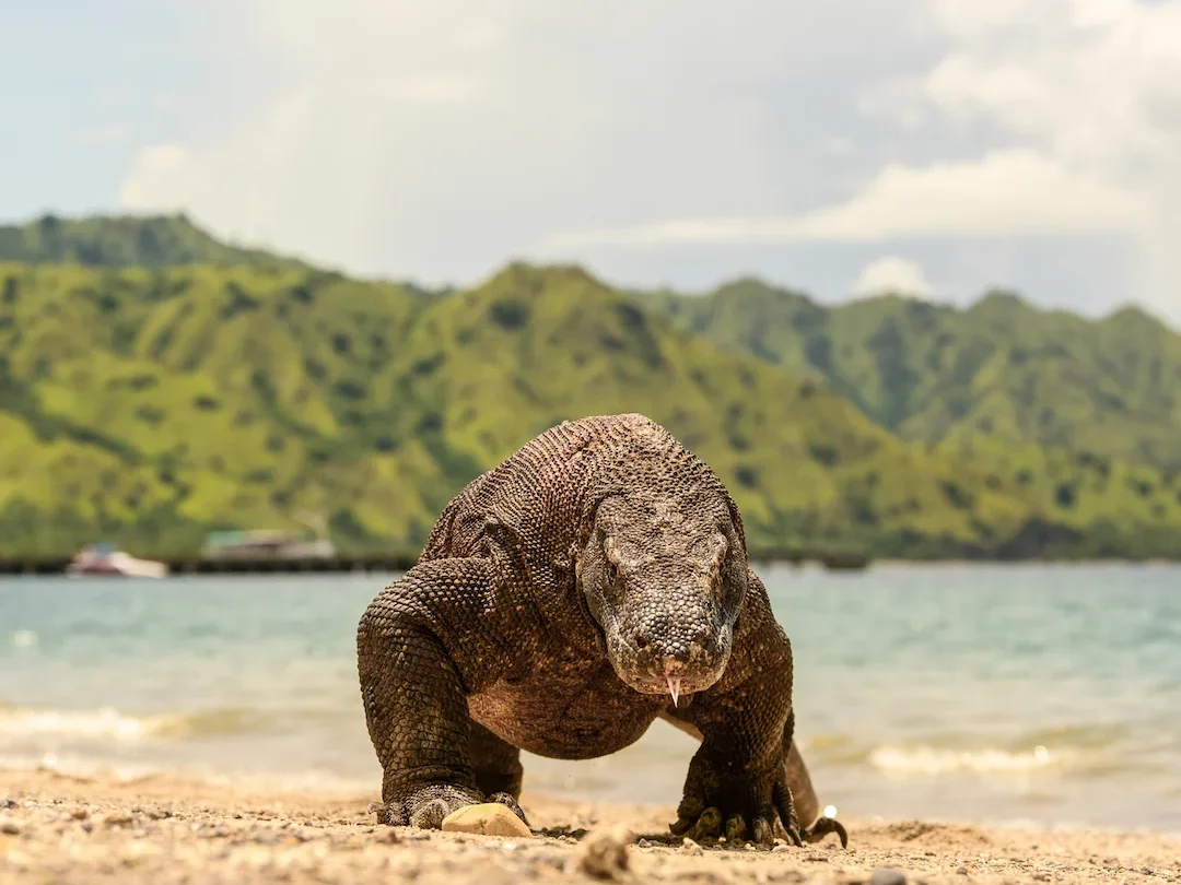 Komodo National Park